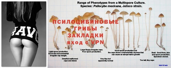 apvp Абдулино